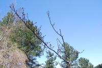 Monte cucuzzo  Aprile 2018 (34)